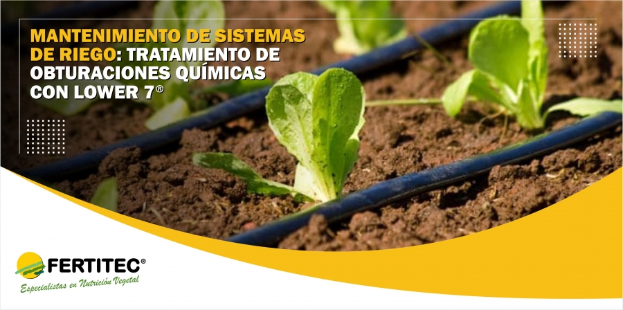 TRATAMIENTO DE OBTURACIONES QUÍMICAS CON LOWER® 7