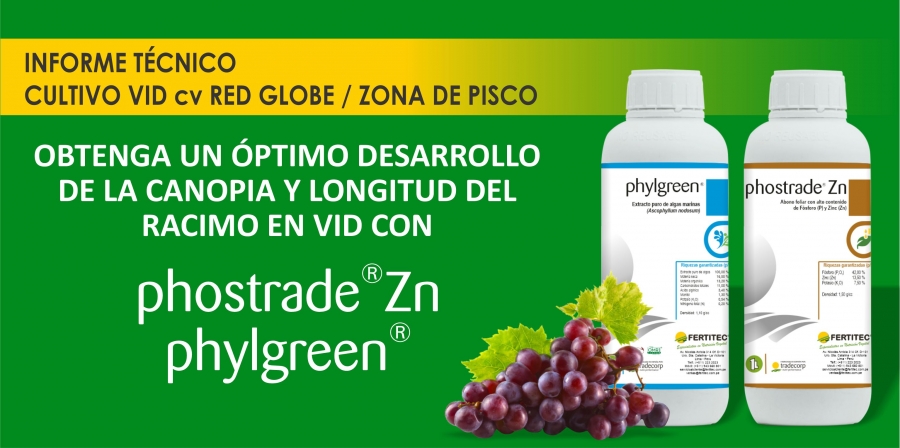 OBTENGA UN ÓPTIMO DESARROLLO DE LA CANOPIA Y LONGITUD DEL RACIMO EN VID CON PHYLGREEN® Y PHOSTARDE® Zn